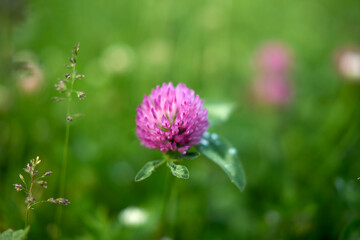 Fototapeta premium Thistle flower in spring