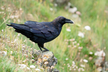 Raven, Corvus corax