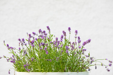 Lavender flowers on a white background with room for copy space 