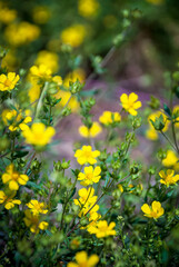 Obraz premium Beautiful wildflowers on a blurred natural background. Macro shooting.