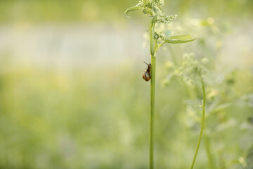 Beautiful garden snail crawling up stalk of plant on blurry background of summer landscape of grass. High quality photo