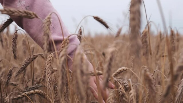 Young Caucasian Girl Walking Through Wheat Field of Touching Ears of Golden Grain with Hand