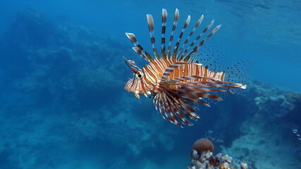 Lion Fish in the Red Sea.