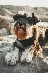 Portrait of an adorable schnauzer resting on the rocks in the evening light. Calm puppy looking straight ahead. Vertical photo.