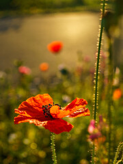 rote Mohnblume in einer Bienenweide im frühen Morgenlicht. Der blühende Mohn mit gelbem Stempel und schwarzen Pollenträgern hat rote zerknitterte Blütenblätter und steht in einer Blumenwiese.