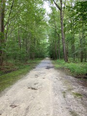 Fototapeta premium Indian Forest in Chesapeake virginia. Near northwest river campground