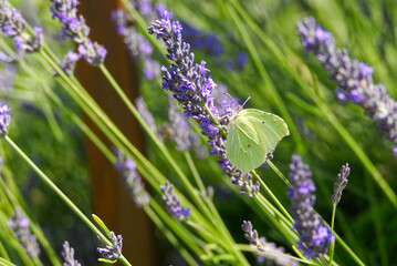 Common brimstone butterfly (Gonepteryx rhamni) sitting on lavender in Zurich, Switzerland
