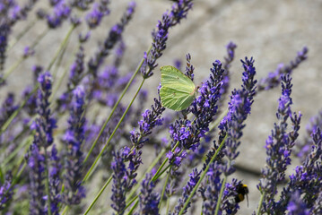 Common brimstone butterfly (Gonepteryx rhamni) sitting on lavender in Zurich, Switzerland