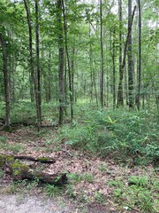 Indian Forest in Chesapeake virginia. Near northwest river campground