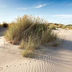 Deurstickers nederlandse waddeneilanden hebben veel verlaten zandduinen uinder blauwe zomerlucht in nederland © ahavelaar