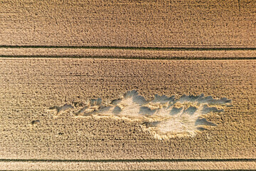 Top view of a grain field in the Taunus / Germany with storm damage