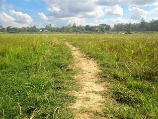 Walkway on rice field  in summer.