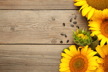 Sunflower with seeds on grey background with copy space