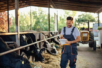 Adult man, getting to know the cows better.