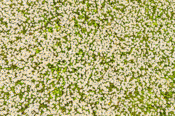 Top view of a camomile or ox-eye daisy meadow, daisies, top view,  background texture