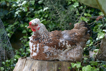 Hen perched on a stump