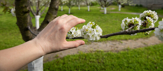 Hand of caucasian female farmer inspecting tree in garden