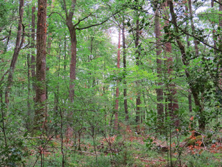 Various views of the mythical and enchanted forest of Broceliande: trees, plants and undergrowth. Paimpont, Brittany