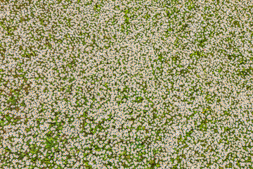 Top view of a camomile or ox-eye daisy meadow, daisies, top view,  background texture