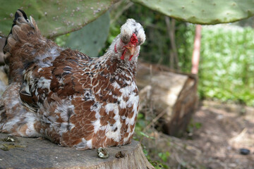 Hen perched on a stump