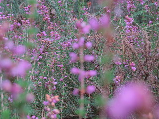 Various views of the mythical and enchanted forest of Broceliande: trees, plants and undergrowth....