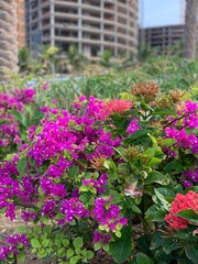 pink flowers in a garden