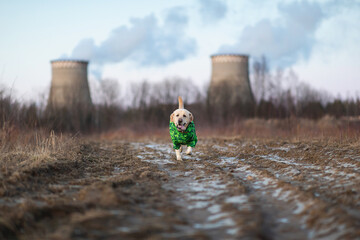 Adorable golden labrador dog in green raincoat in a field