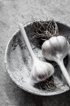 Garlic