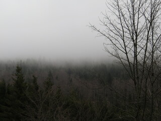 Trees, forests and vegetation