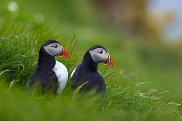 Atlantic Puffin pair at their burrow on the cliff side