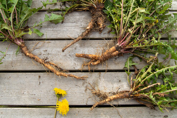Dandelion roots and flowers harvest
