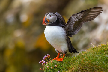 Atlantic Puffin stretching wings on a cliff edge