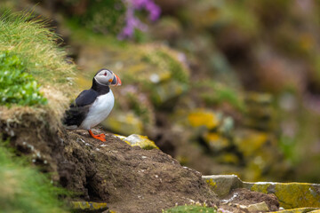 Atlantic Puffin