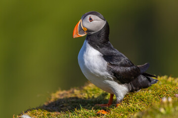Atlantic puffin
