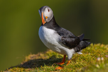 Atlantic puffin