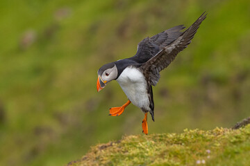 Atlantic Puffin in flight