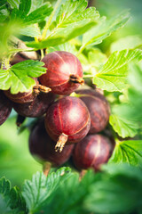 Ripe red gooseberries (Ribes uva-crispa) in homemade garden. Fresh bunch of natural fruit growing...