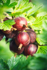 Ripe red gooseberries (Ribes uva-crispa) in homemade garden. Fresh bunch of natural fruit growing on branch on farm. Close-up. Organic farming, healthy food, BIO viands, back to nature concept.