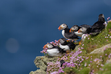 Atlantic Puffin group sit on a cliff edge against a sea backdrop