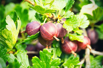 Ripe red gooseberries (Ribes uva-crispa) in homemade garden. Fresh bunch of natural fruit growing on branch on farm. Close-up. Organic farming, healthy food, BIO viands, back to nature concept.
