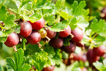 Ripe red gooseberries (Ribes uva-crispa) in homemade garden. Fresh bunch of natural fruit growing on branch on farm. Close-up. Organic farming, healthy food, BIO viands, back to nature concept.