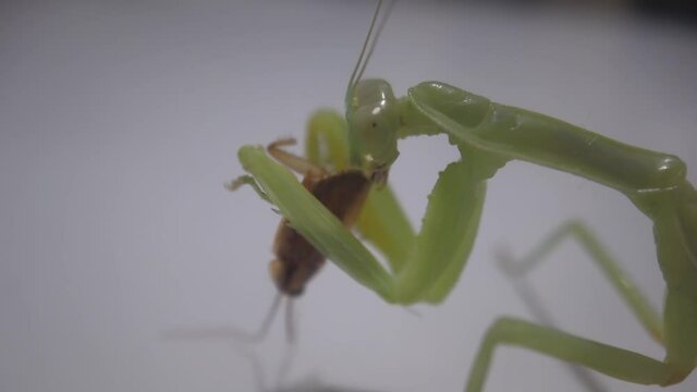 A Praying Mantis eats a beetle in artificial space, close up