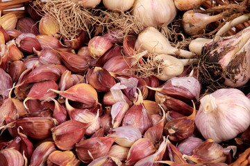 Garlic new harvest in a wicker basket. Organic farm, ecological production 