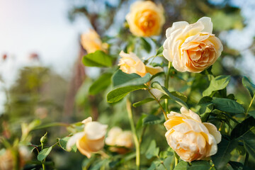 Yellow rose Graham Thomas blooming in summer garden. English Austin selection roses flowers - obrazy, fototapety, plakaty