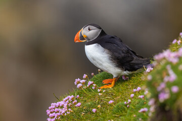 Atlantic Puffin on a cliff edge