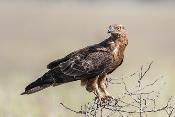 Portrait of European Honey Buzzard Pernis apivorus in the wild