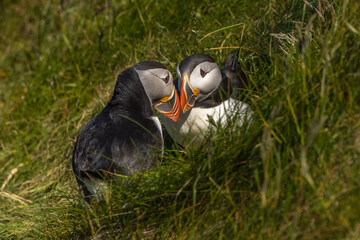 Atlantic puffin couple