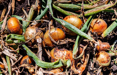 onions lying on the ground during harvest