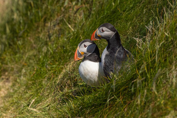 Atlantic Puffin pair look from their burrow