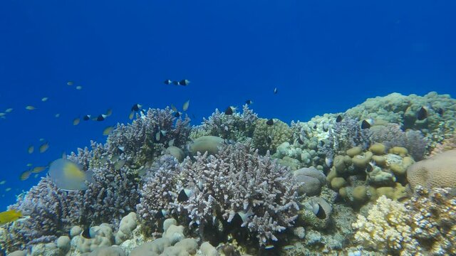 Slow motion, Colorful tropical fishes swims near beautiful coral reef on shallow water. Underwater life in the ocean. Half and Half Chromis (Chromis dimidiata) and Arabian Chromis (Chromis flavaxilla)